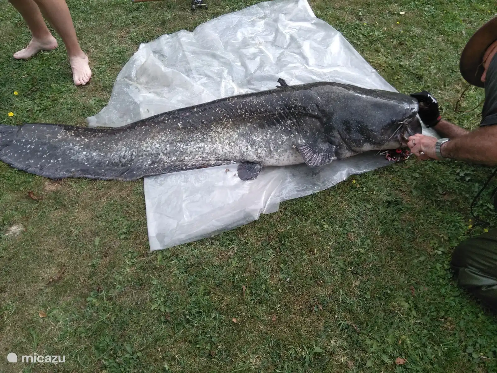 Welse von mehr als 2 Metern