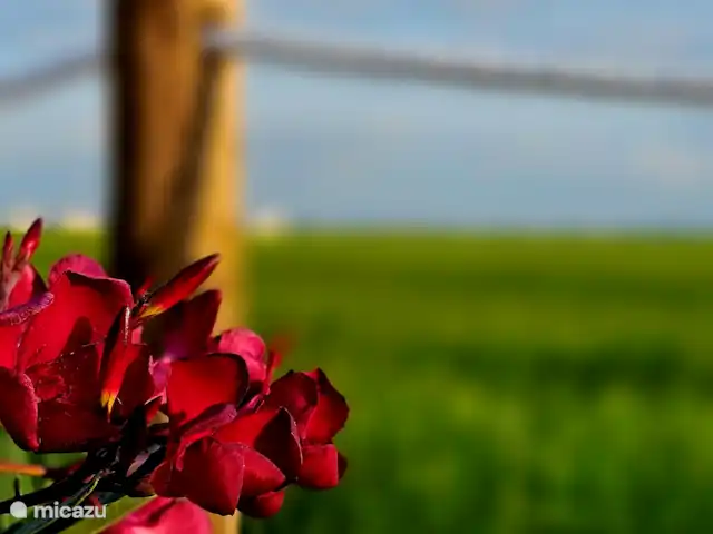 Masos Bruguera - Finca Llambrich | Espagne, Catalogne,  Deltebre - ferme Vue sur la nature