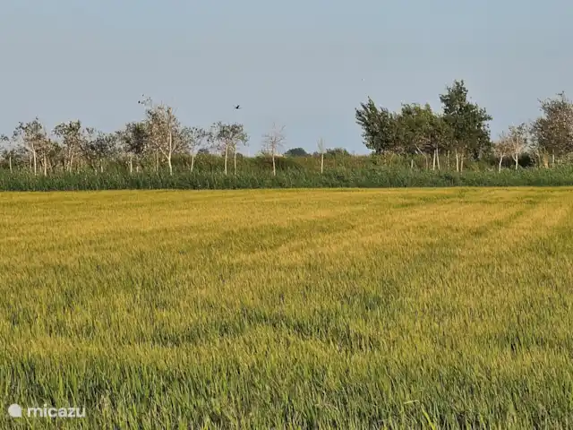Masos Bruguera - Finca Llambrich | Espagne, Catalogne,  Deltebre - ferme Vue sur la nature