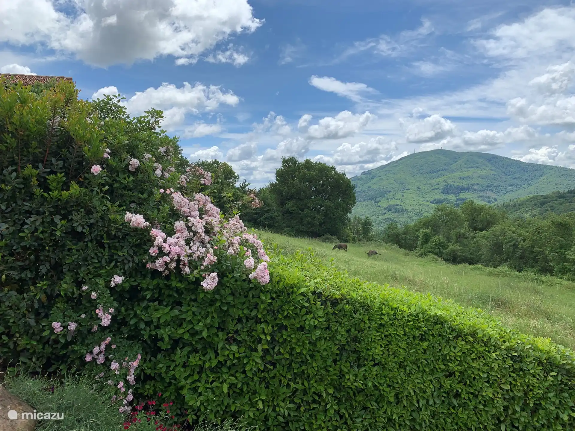 Eine grüne Oase der Ruhe 