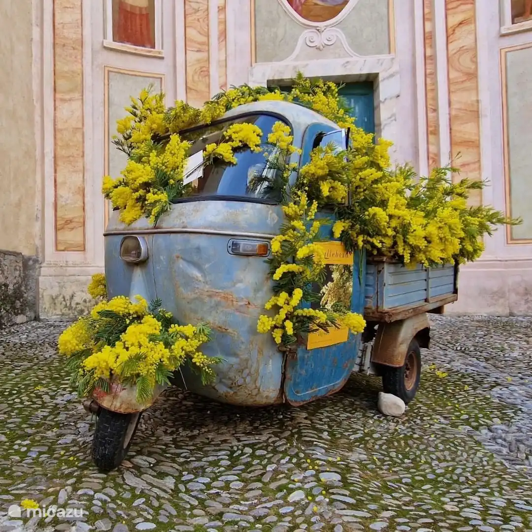 Vallebona ist von Mimosenbäumen umgeben.