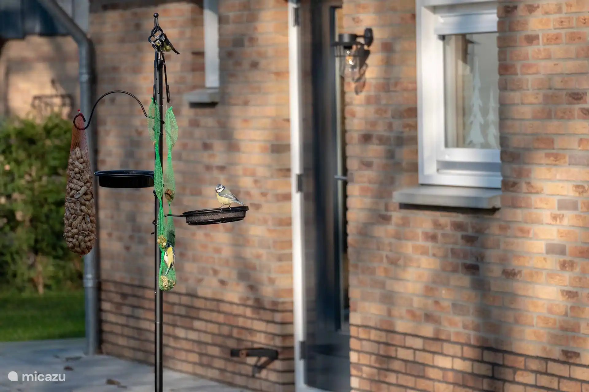 Neben verschiedenen Vogelarten können Sie im Garten unseres Forsthauses auch Eichhörnchen beobachten.