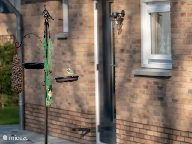 Cabaña en el bosque 38 en Países Bajos, Overijssel, Den Ham - casa vacacional Además de diferentes especies de aves, también puedes avistar ardillas en el jardín de nuestra Casa del Bosque.