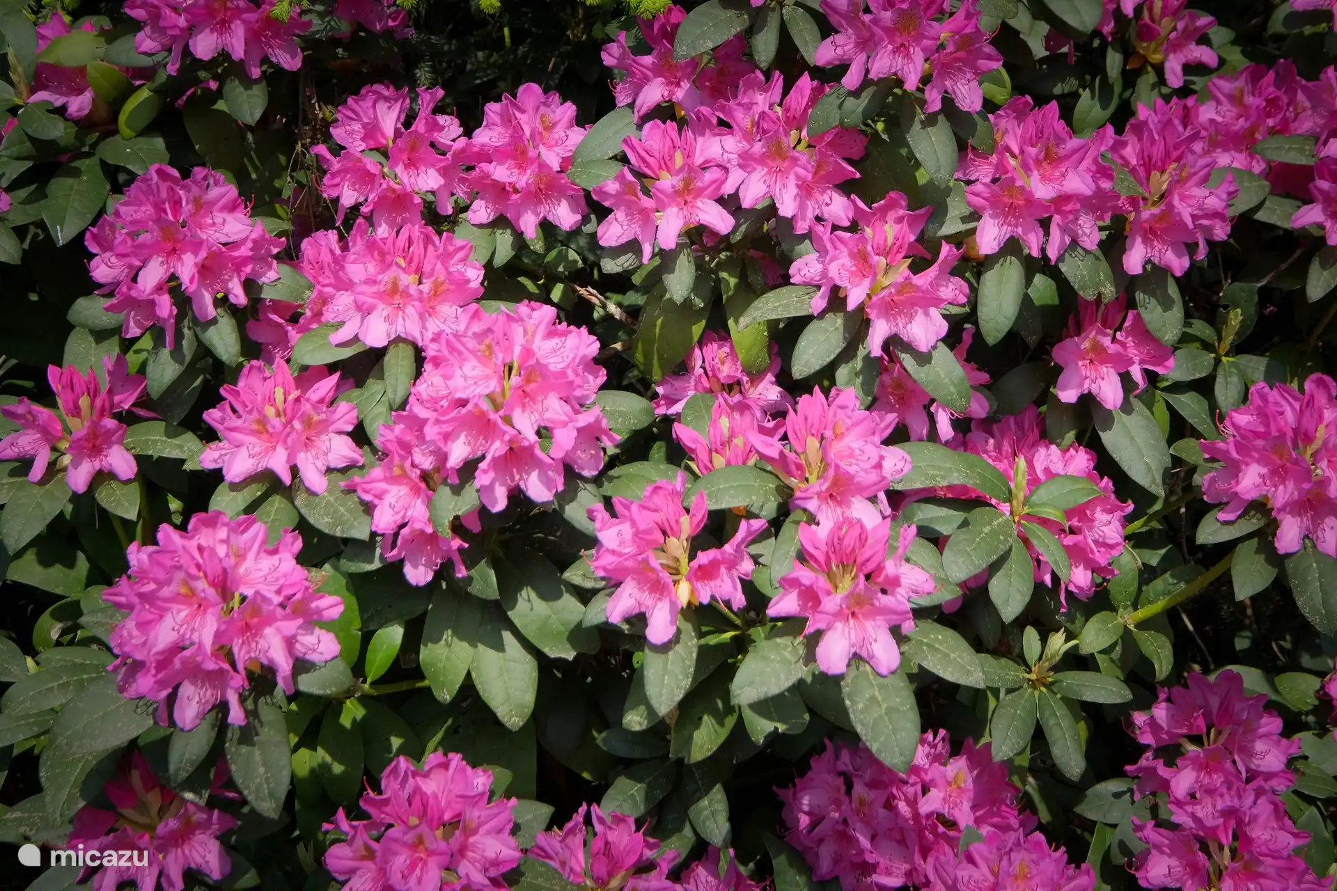 Rhododendron in Blüte (Foto Mai)