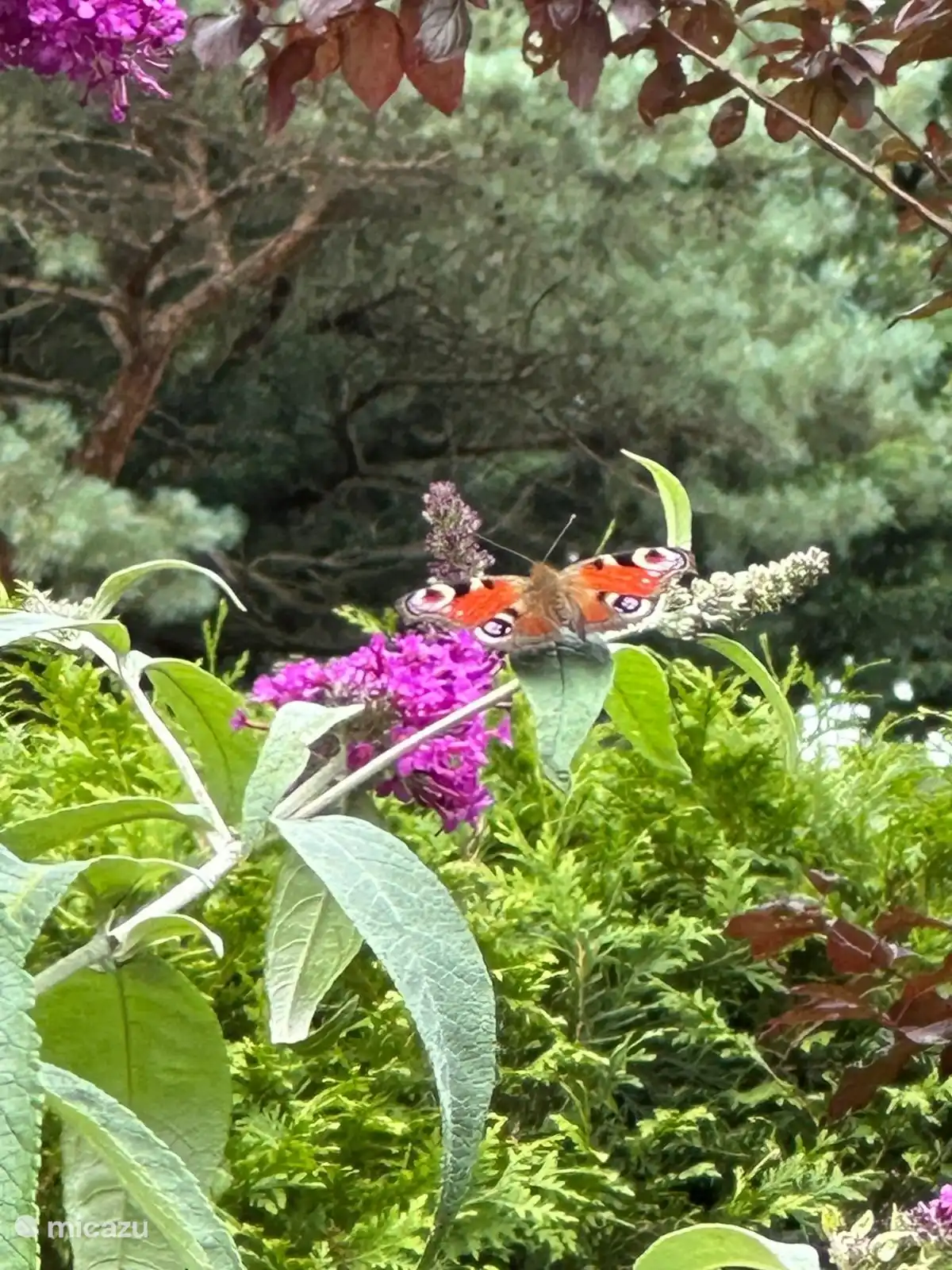 Blühender Schmetterlingsstrauch (Foto Juli)