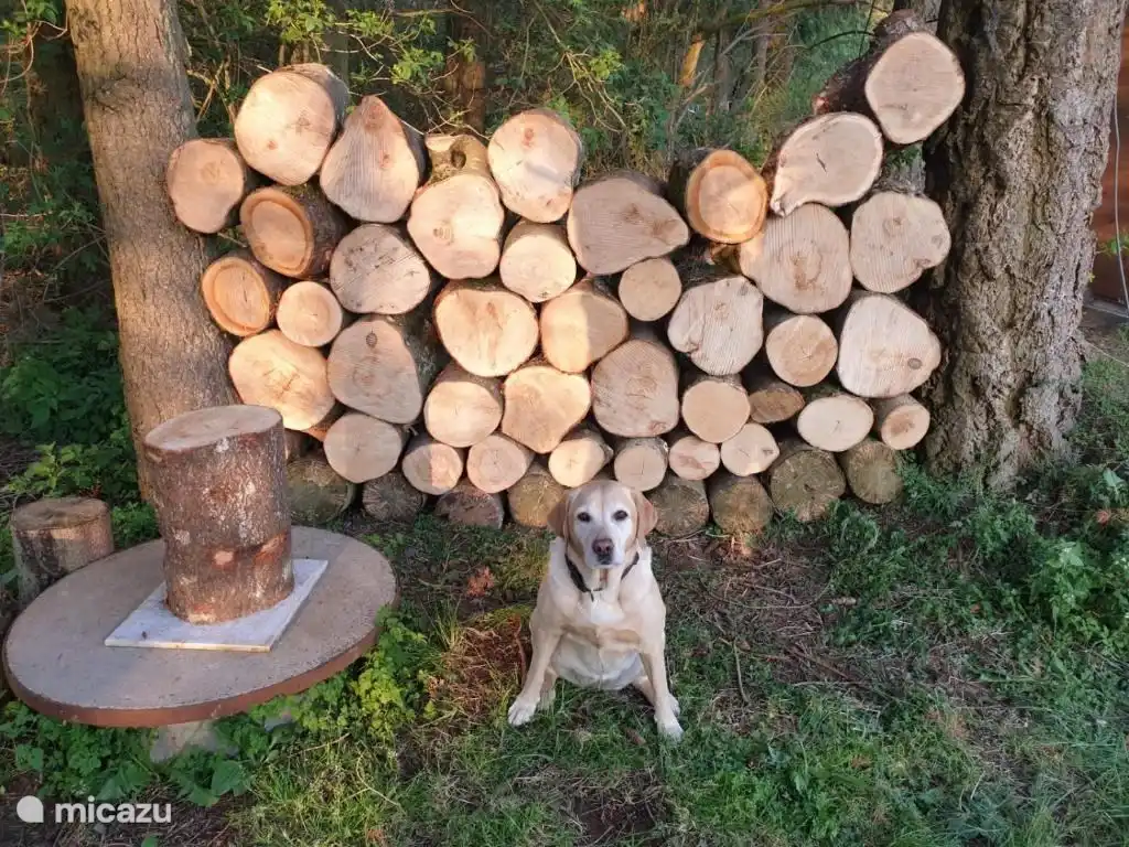 ¡Los perros también son bienvenidos!