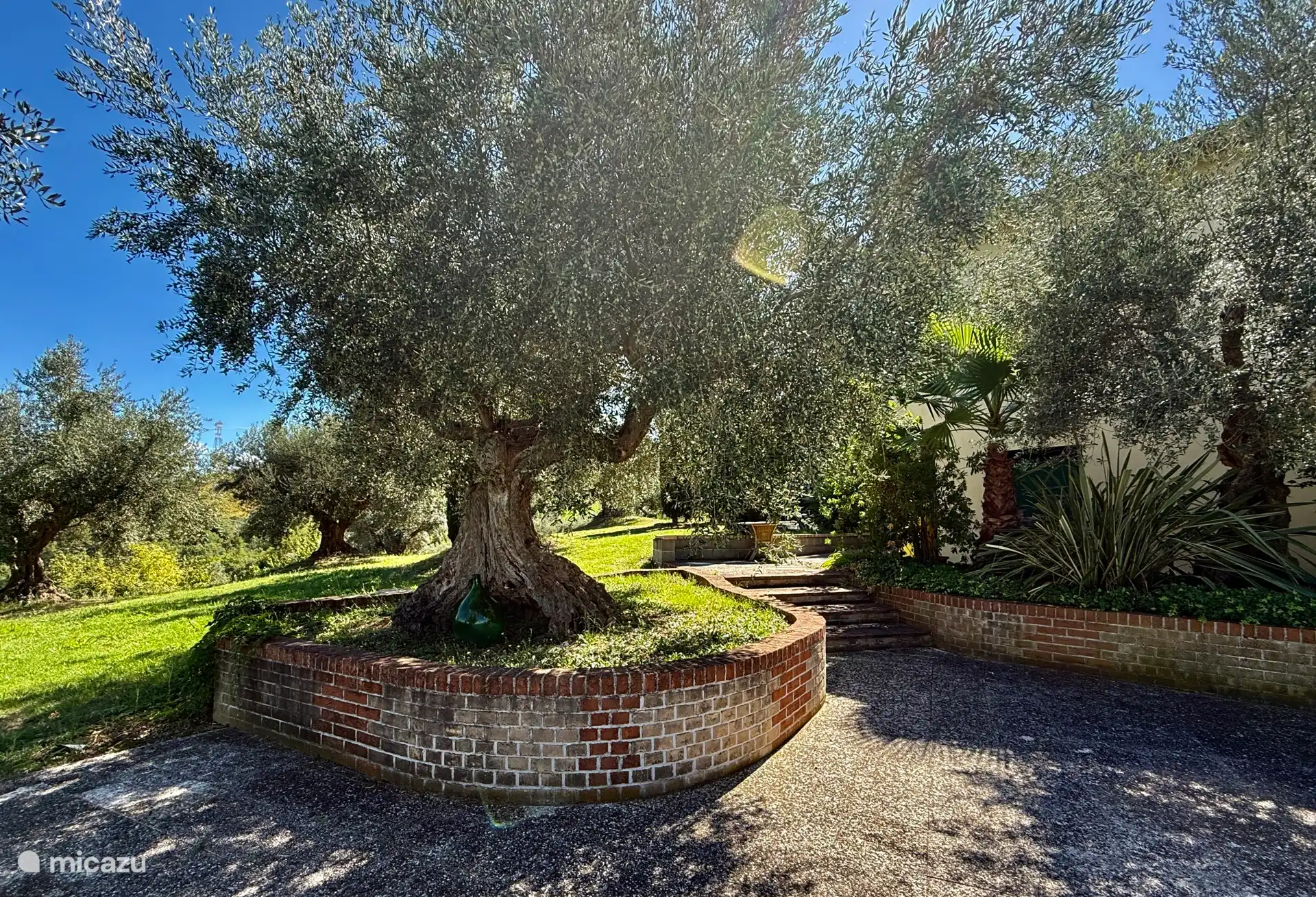 Precioso jardín con olivos centenarios.