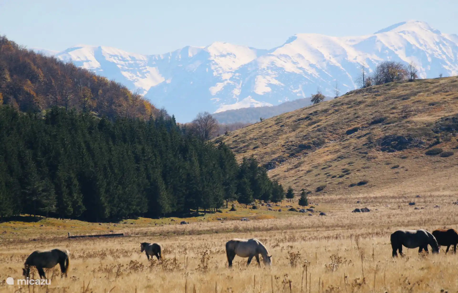 Campo Imperatore con una manada salvaje de caballos a 40 min. distancia