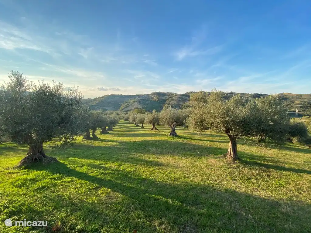 El olivar de Casa Tulipani
