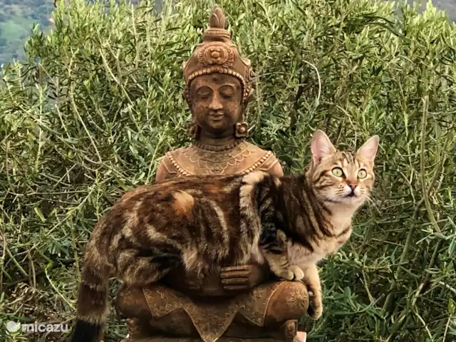 Jardin d’Eden | Espagne, Costa del Sol, Comares - finca Rencontrez Milou ...... notre chat.
