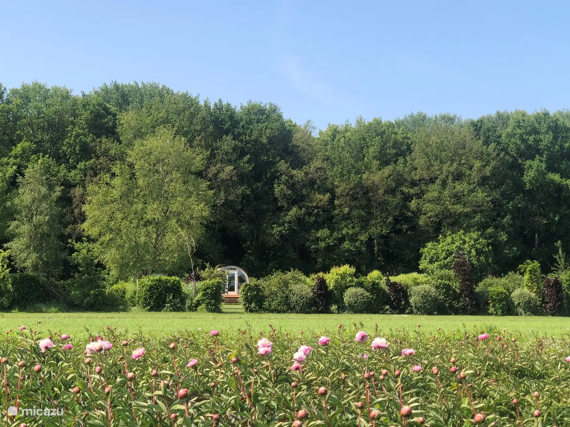 landelijke omgeving met bos en agrarische percelen, zoals de pioenrozen die hier worden verbouwd.