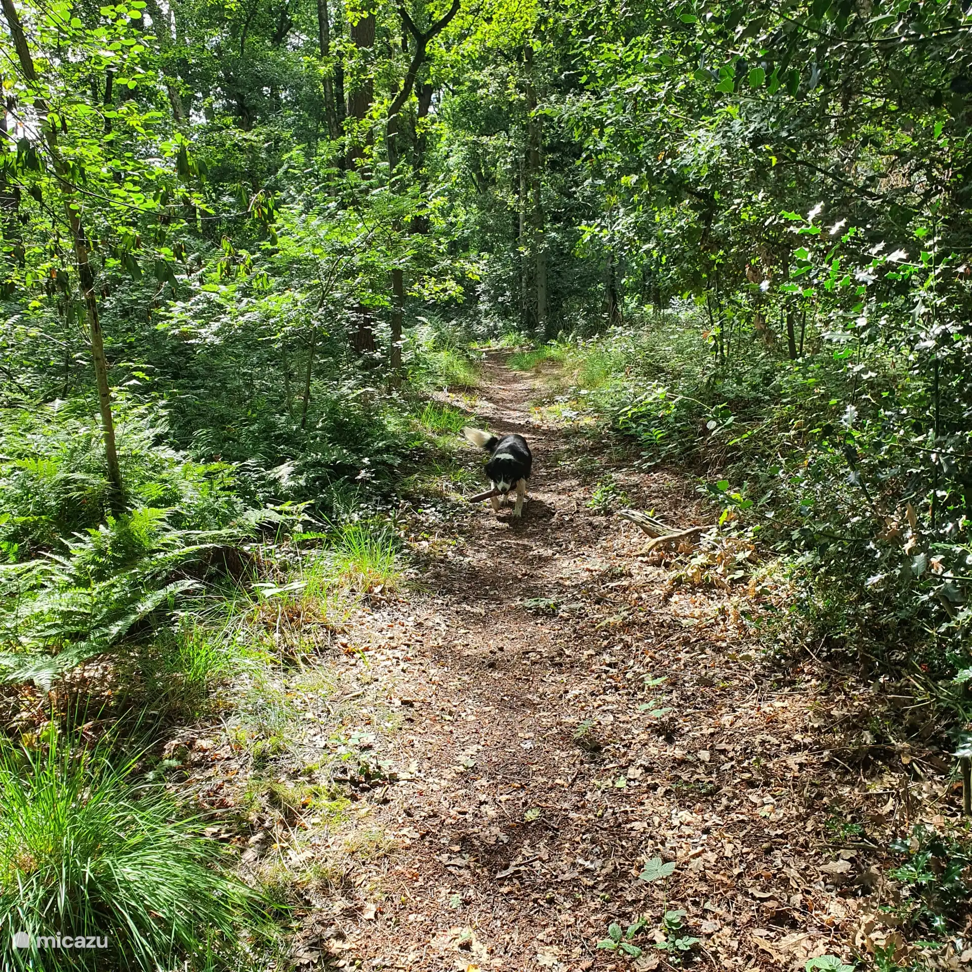 Paseo de verano con el perro