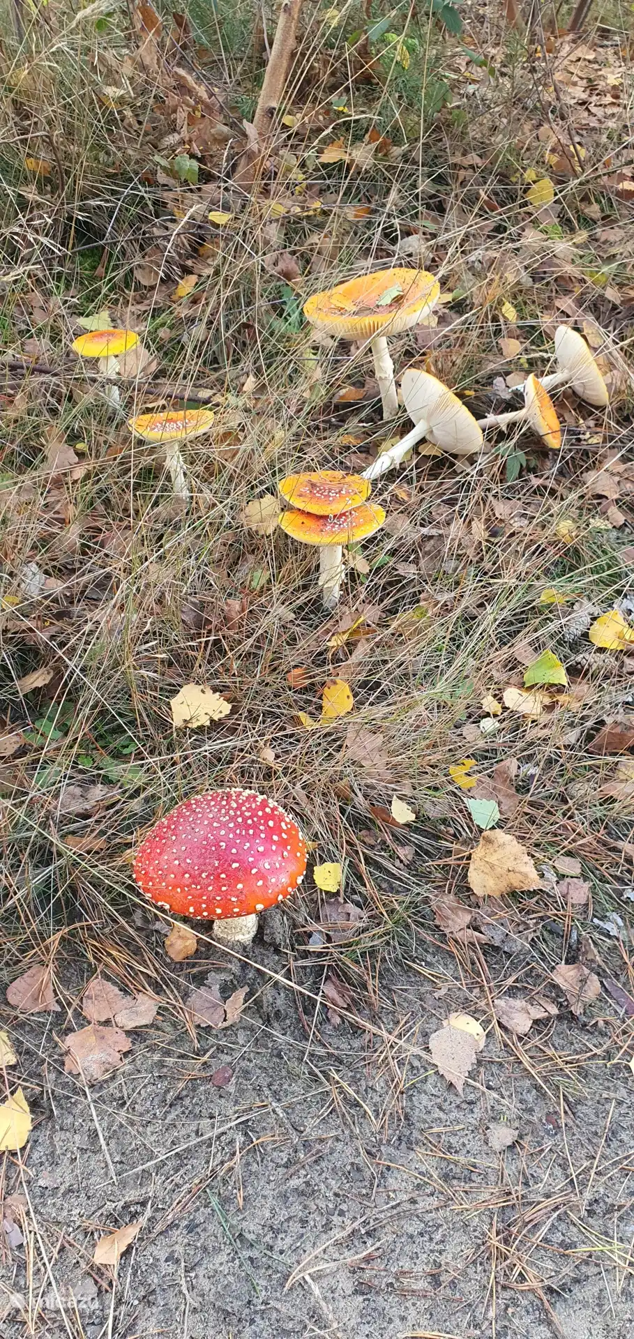 El hermoso Kempen en otoño