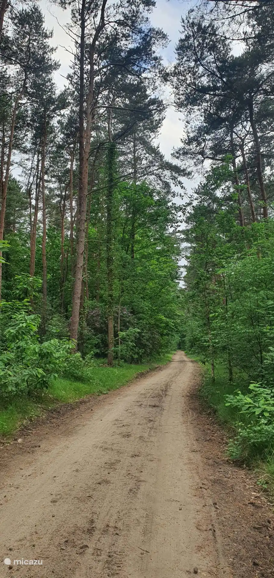 Es verano y el bosque está lleno de vegetación. Así es como se conduce a nuestra cabaña.