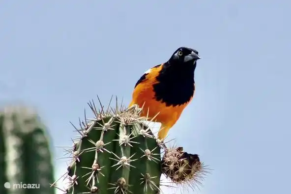 Der Trupiaal ist ein Raubvogel, der wunderschön singen kann. Sie können diesen Vogel regelmäßig in unserem tropischen Garten bewundern.