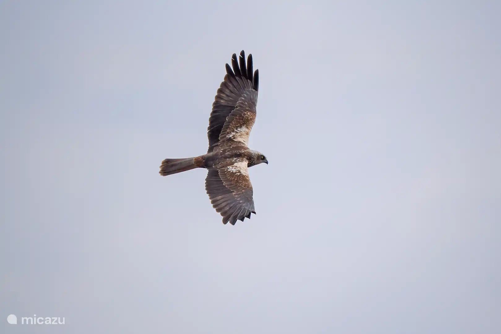 The marsh harrier. This beautiful photo was taken by our guest Paul in Aiguamolls de l'Empordà (nature reserve)