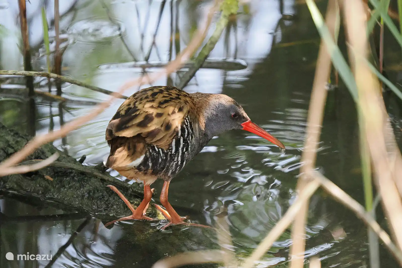 The Water Rail. Thanks to our guest Paul, for this beautiful bird spout. Spotted around the corner from Can Salanchs.