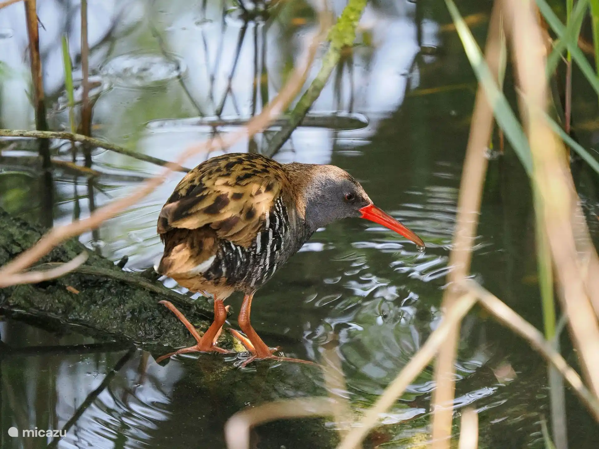 De Waterral,Met dank aan onze gast Dhr P.vd Ende, voor deze mooie vogelspotting