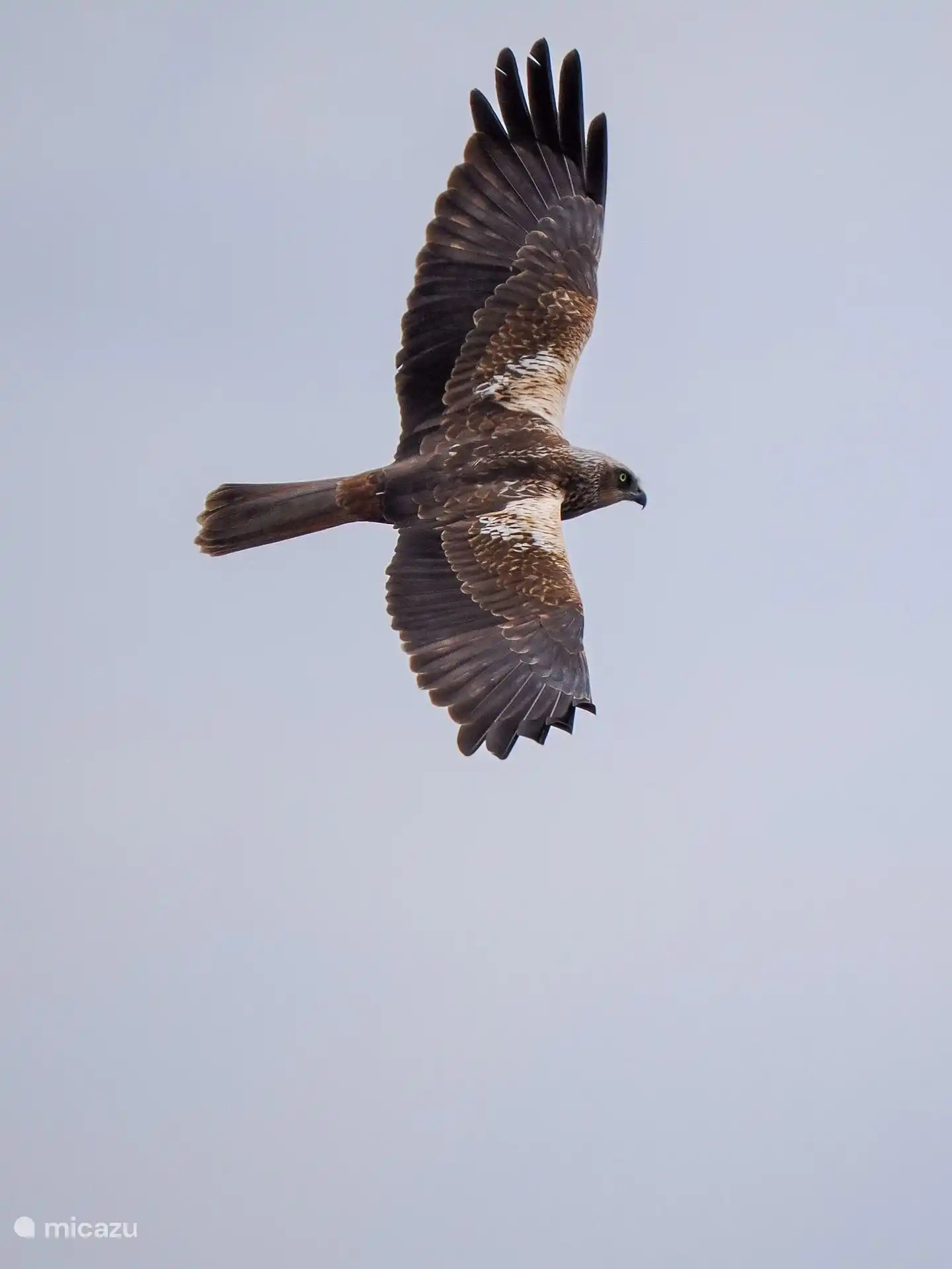 De Bruine Kiekendief. Deze prachtige foto werd gemaakt door onze gast Dhr.P. vd Ende, bedankt voor het delen!