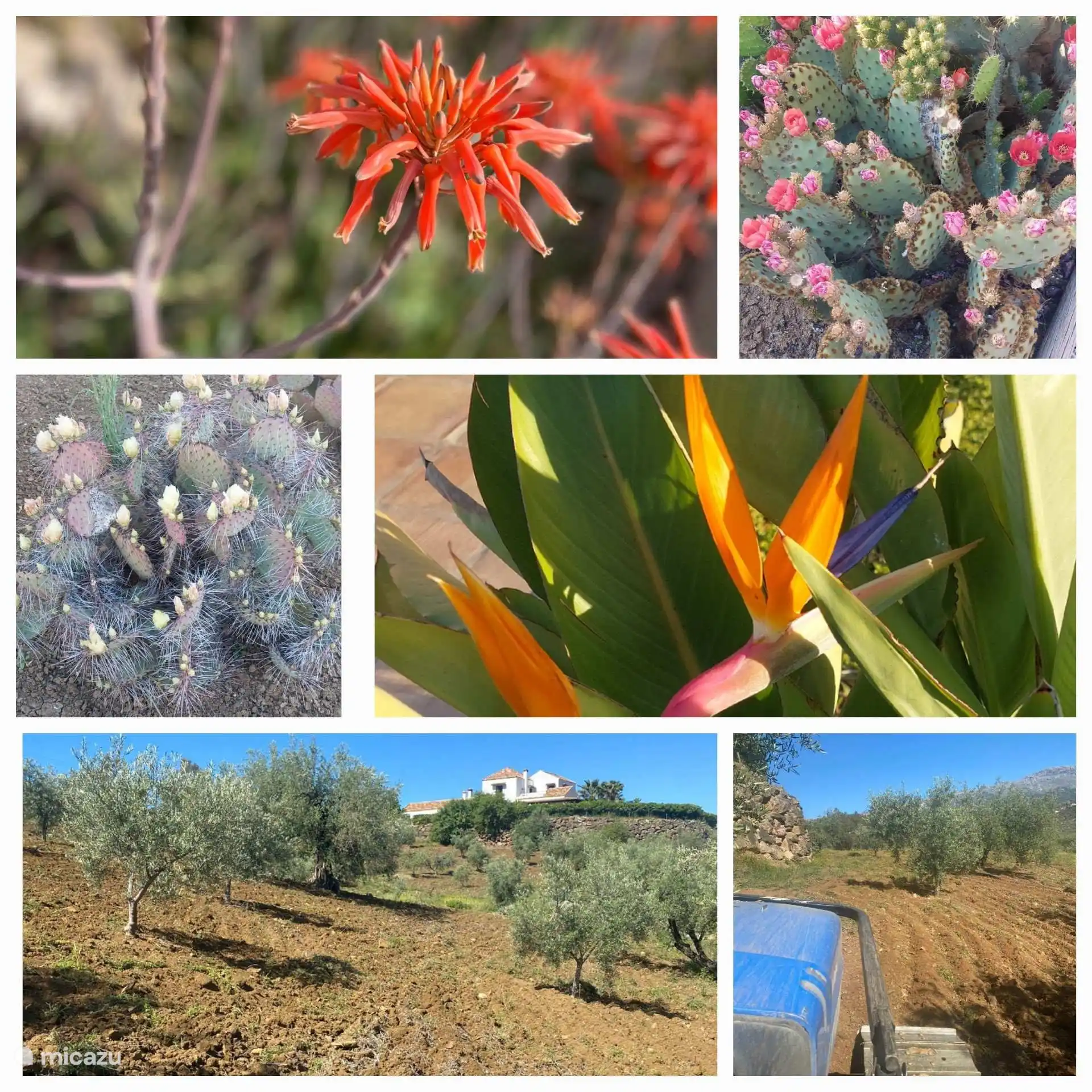 Hermosa floración de cactus y otras plantas