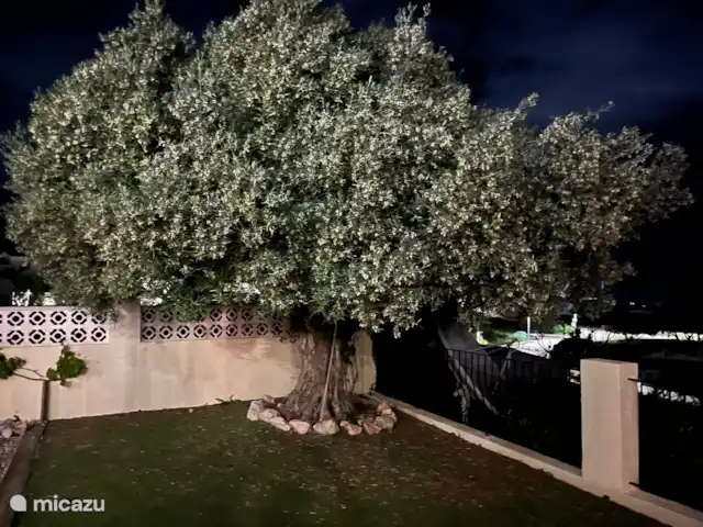 Casa Tien bij Javea en Moraira. huren in Spanje, Costa Blanca, Benitachell - villa Onze prachtige olijfboom