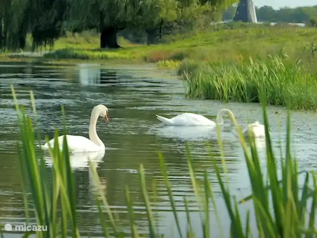 Maison de vacances avec vue imprenable | Pays-Bas, Limbourg, Reuver - maison de vacances Maison de vacances de luxe 8 personnes