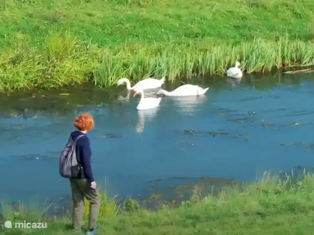Maison de vacances avec vue imprenable | Pays-Bas, Limbourg, Reuver - maison de vacances Maison de vacances de luxe 8 personnes