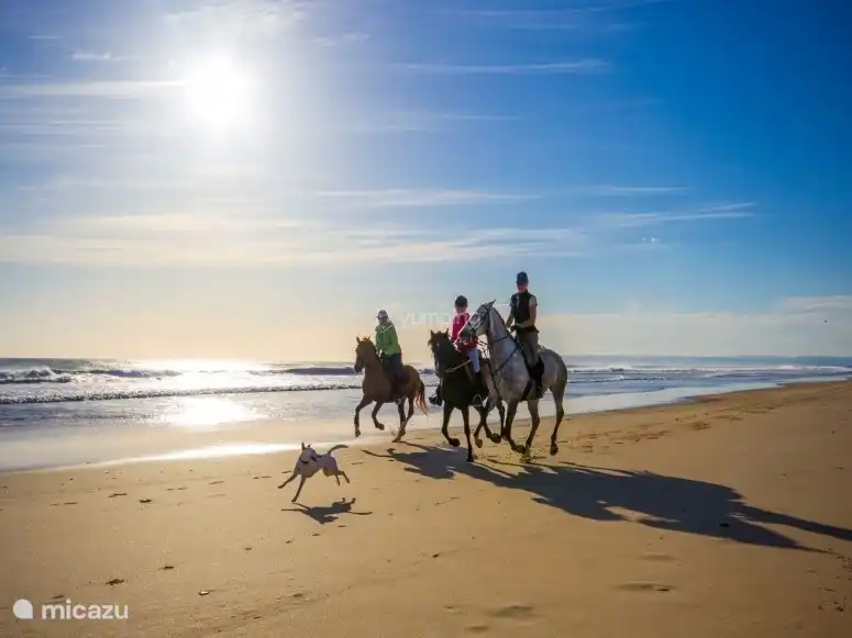 Sie können am Strand reiten. In der Nähe von Barbate befindet sich Zahora, wo Sie Reitschulen finden, die Pferde mit und ohne Aufsicht vermieten.