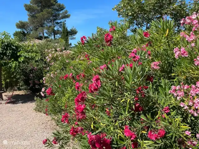 Lavande en Francia, Var, Nans-les-Pins - casa vacacional Nuestras adelfas (Lavande)