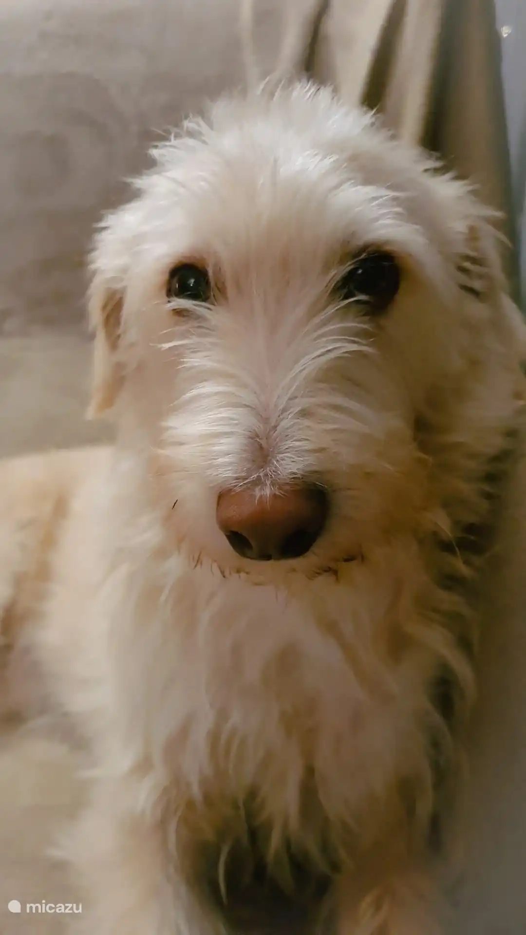 Nala