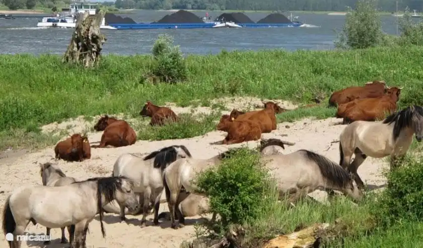 500 Meter von den Auen mit ihren schönen Kühen, Pferden, Dachsen, Füchsen, Bibern und vielen weiteren Tieren entfernt