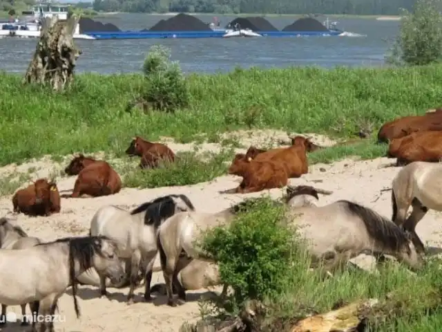 casa de campo en Países Bajos, Güeldres, Deest – La Casa del Frente A 500 metros de las llanuras aluviales con sus hermosas vacas, caballos, tejones, zorros, castores y muchos animales más