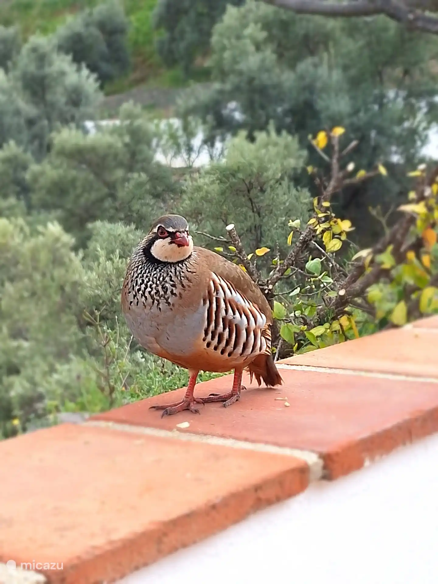 De rode patrijs komt soms even kijken