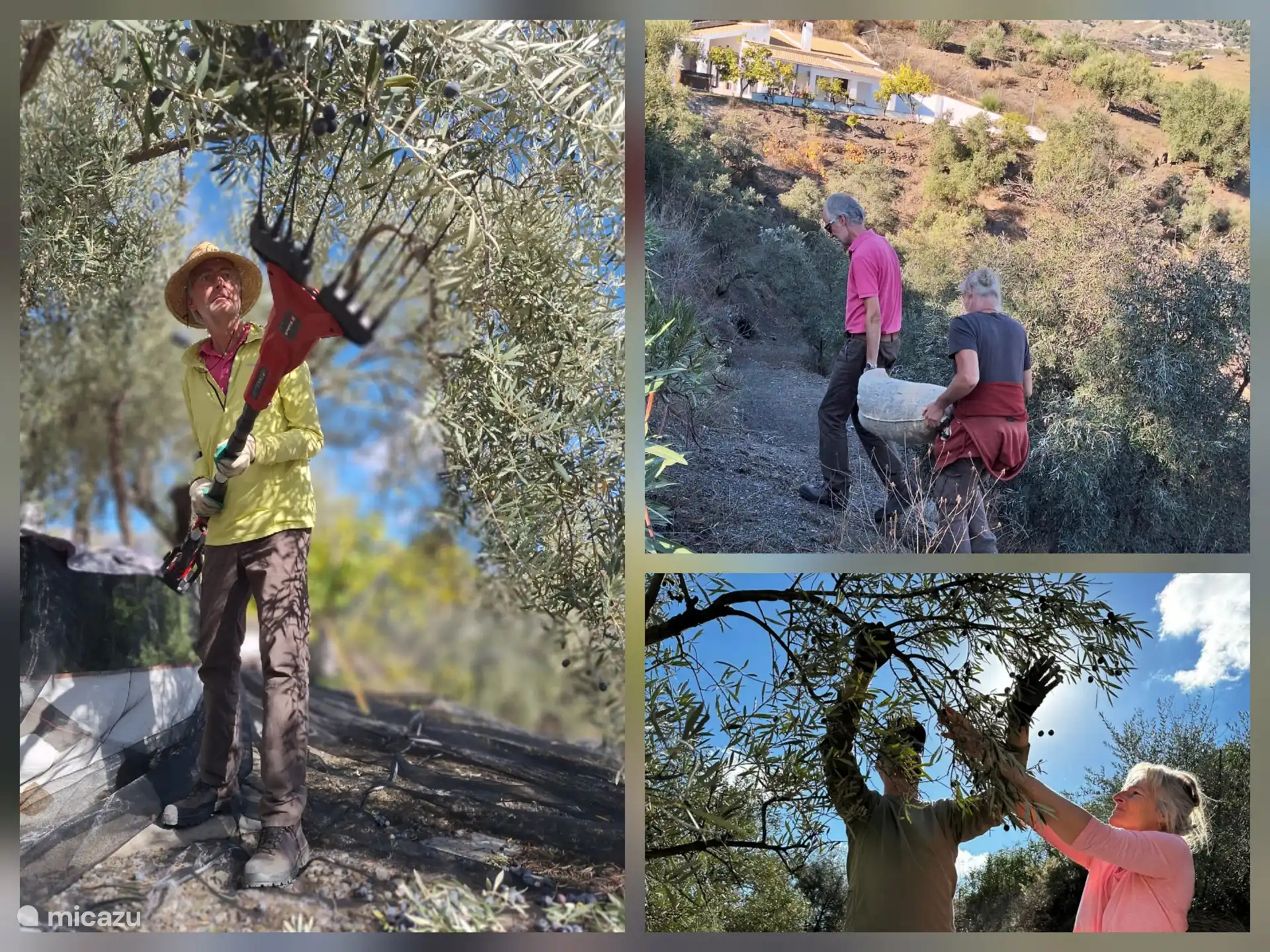 Olivenernte in La Casa Algarrobo