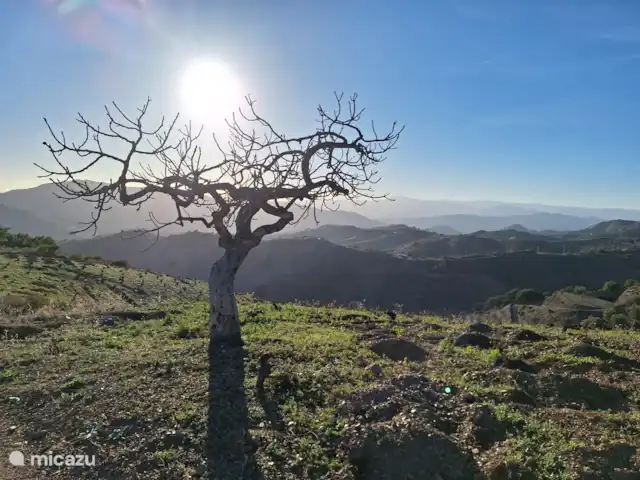 La Casa Algarrobo, invitée dans la nature | Espagne, Andalousie, Sedella - villa Vue de la colline derrière la maison