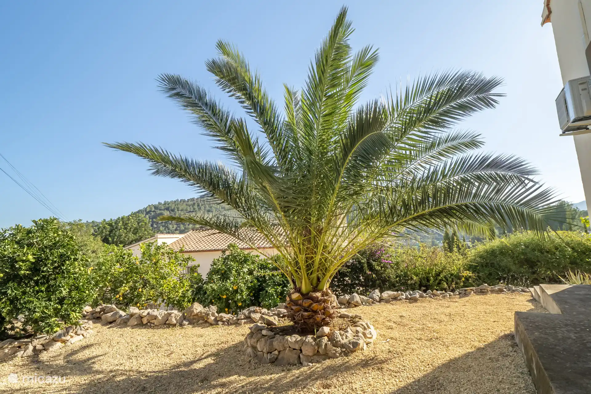 Viele tropische Pflanzen und Bäume rund um das Ferienhaus