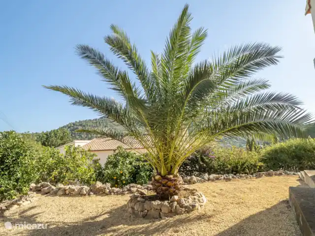 Villa Jacaranda huren in Spanje, Costa Blanca, Alcalali - villa Vele tropische planten en bomen rondom het vakantiehuis