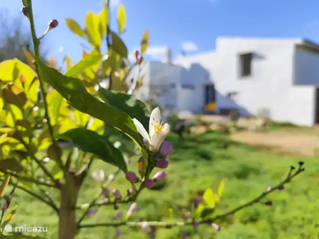 Studio Monte Ouro Verde | Portugal, Algarve, Estoi - studio fleur de citronnier