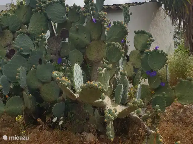 Studio Monte Ouro Verde | Portugal, Algarve, Estoi - studio Beau cactus
