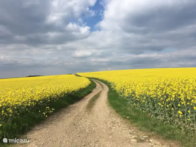 Wandelen, België, Ardennen, Blaimont, bungalow Arduena - Het Ardennetje Koolzaadvelden in de buurt
