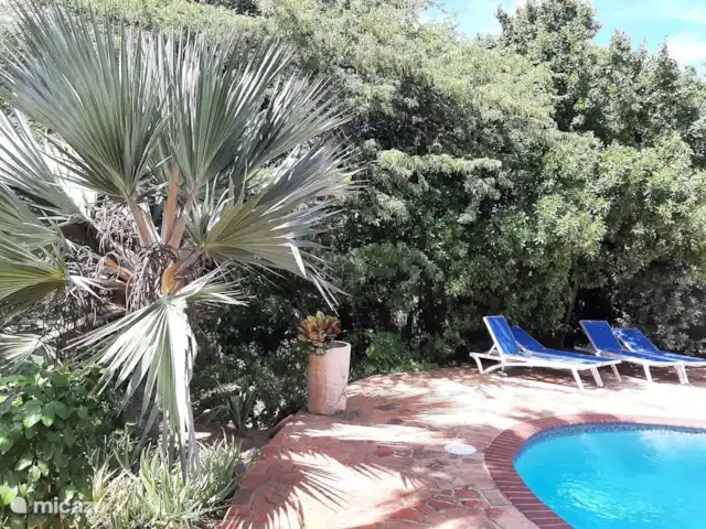 Apartamentos Caya Luna- casita Blenchi en Aruba, Oranjestad, Oranjestad - studio Jardín tropical.