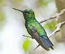 Der Blenchi oder Kolibri kann auf Aruba oft gesehen werden. Auch in unserem tropischen Garten können Sie diesen kleinen Vogel regelmäßig bewundern.