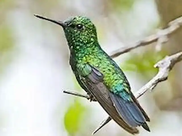 Apartamentos Caya Luna- casita Blenchi en Aruba, Oranjestad, Oranjestad - studio El Blenchi o colibrí se puede ver mucho en Aruba. También puede admirar regularmente este pequeño pájaro en nuestro jardín tropical.