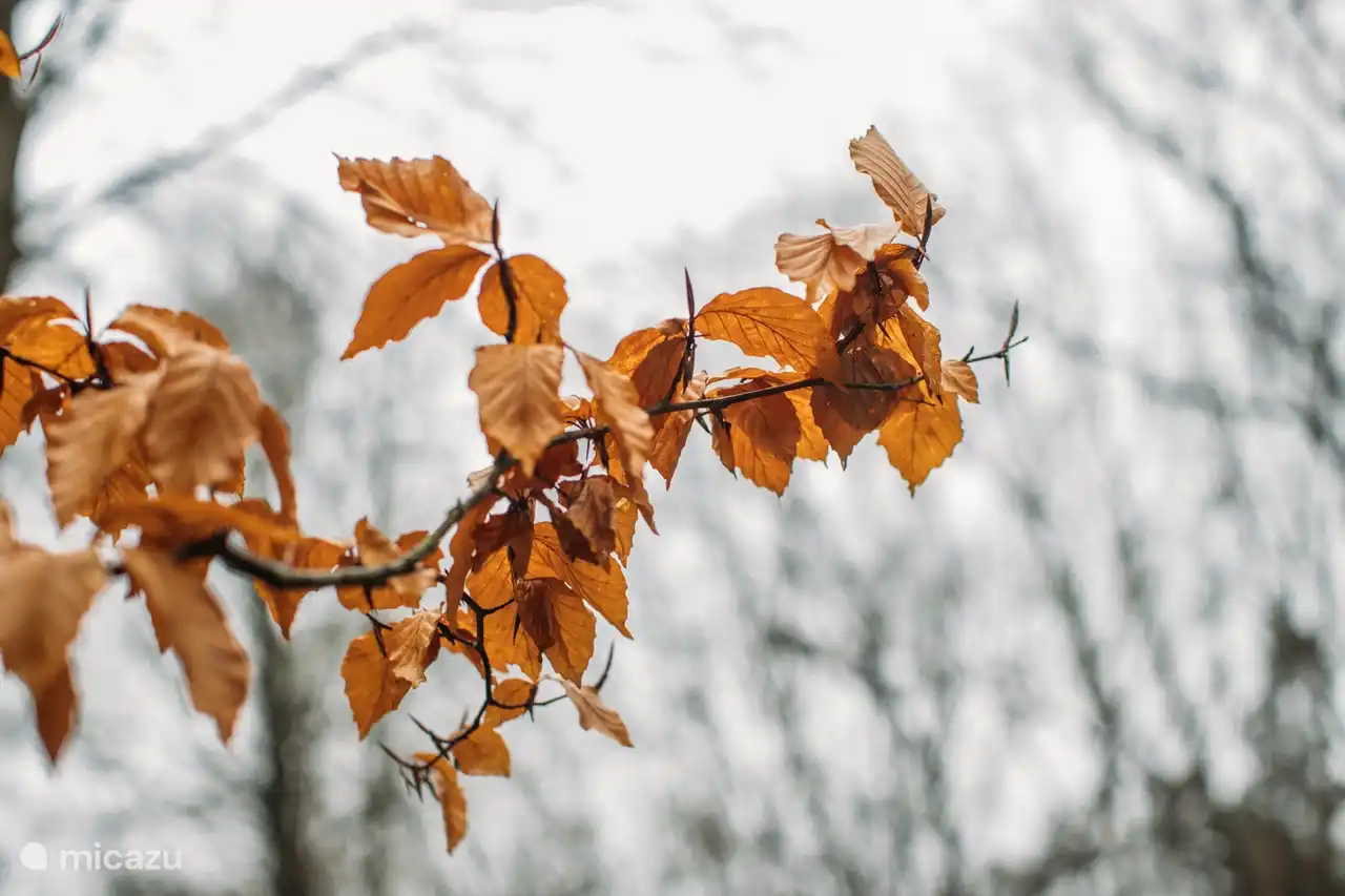 Colores otoñales en el bosque justo alrededor de la casa.