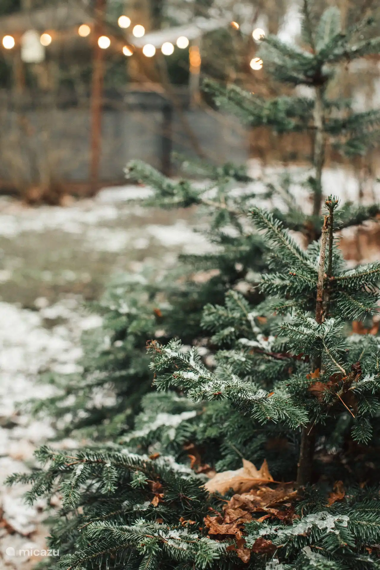La naturaleza alrededor de la casa aporta a cada estación un ambiente único.