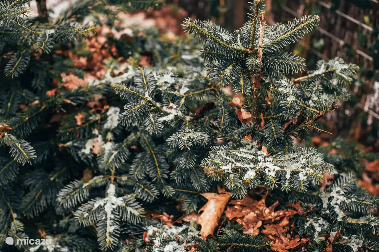 Los árboles de hoja perenne ofrecen privacidad y tranquilidad alrededor de la casa.