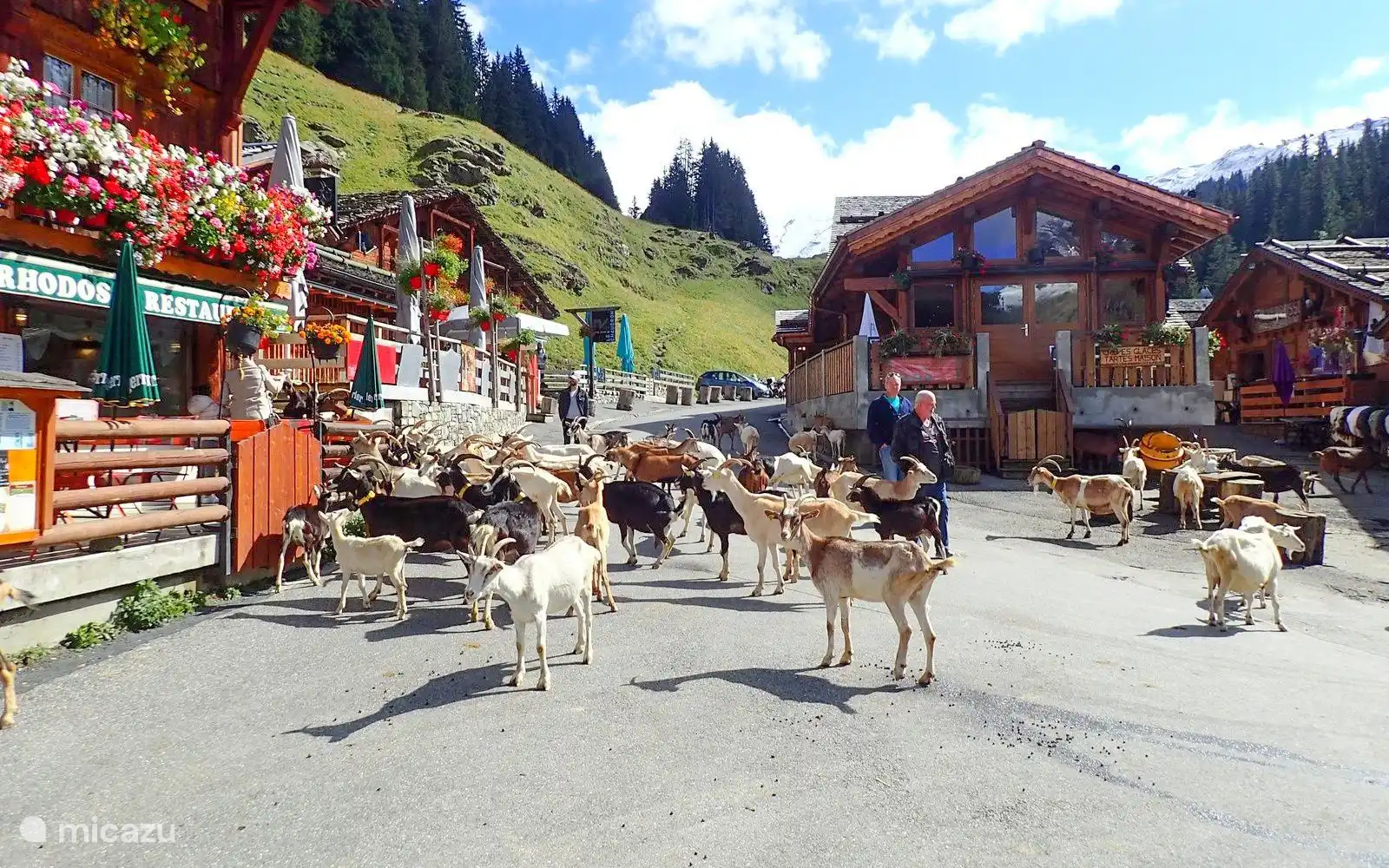 Le célèbre village de chèvres est un incontournable des sports d’hiver. Vous skiez littéralement à travers le village avec tous les bons restaurants. En été, la neige est là mais le restaurant est toujours en pleine activité. Vous pouvez vous y rendre via les ascenseurs et profiter de toutes les chèvres qui se promènent sur la terrasse.