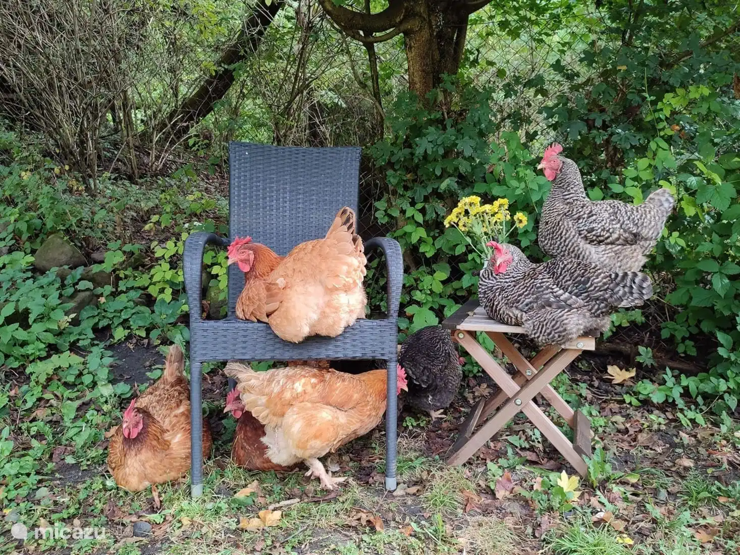 Die Atmosphäre auf unserem Bauernhof.