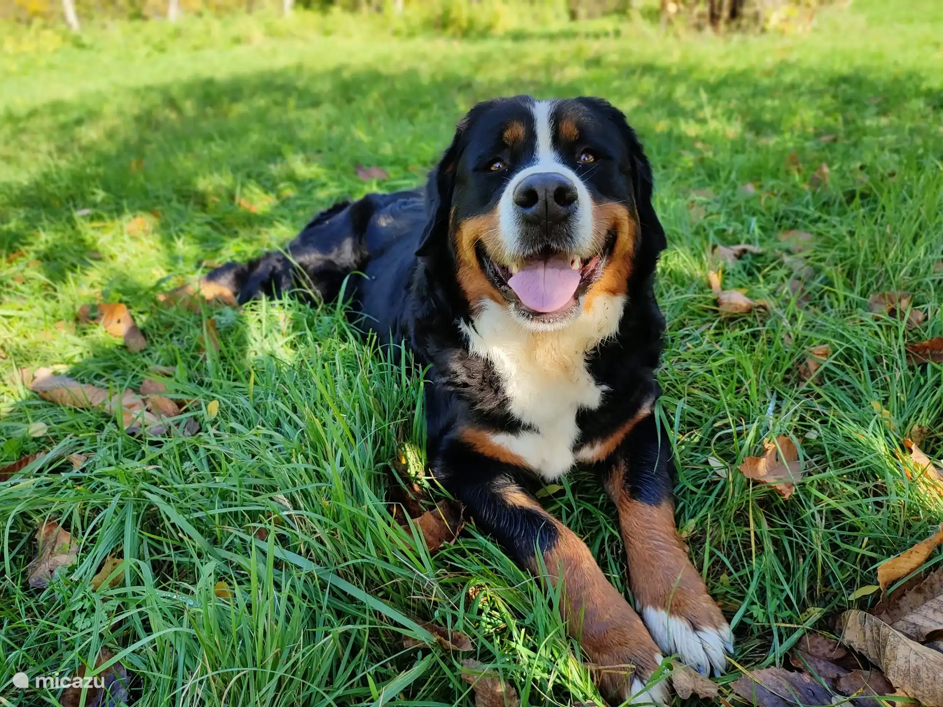 Die Atmosphäre auf dem Bauernhof.