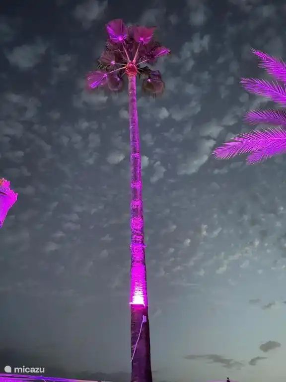 Palmiers magnifiquement éclairés le soir